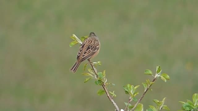 Садо́вая овся́нка (лат. Emberiza hortulana)
