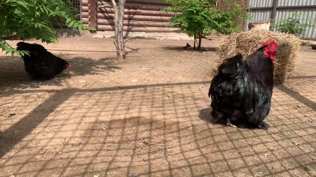 Самые красивые породы кур 2023