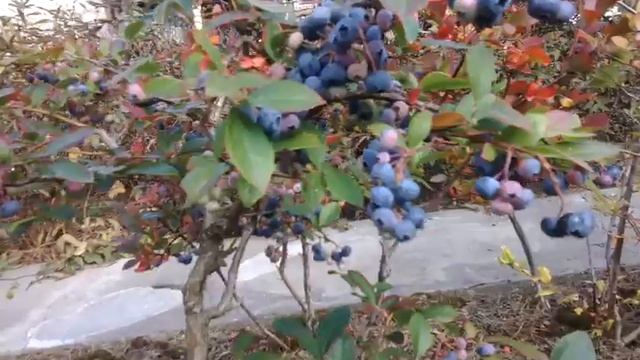 голубика сорт Элизабет и Эллиот