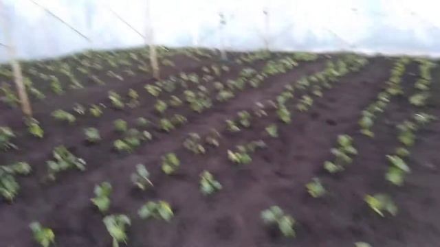 теплица своими руками,и как топим всю теплицу