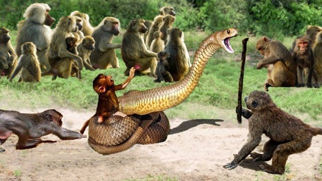 Самые Жуткие Случаи с Гигантскими Змеями, Снятые на Камеру