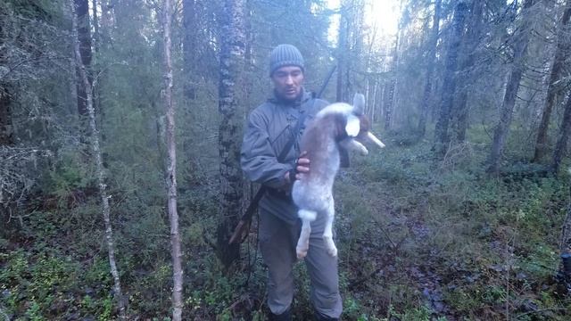 САМЫЙ ПРОСТОЙ СПОСОБ ДОБЫТЬ ЗАЙЦА / ОХОТА НА ЗАЙЦА-БЕЛЯКА В УЗЁРКУ С РУЖЬЁМ / ОСЕННЯЯ ОХОТА 2023.