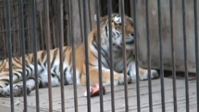 Тигр мяукает(Tiger meows)