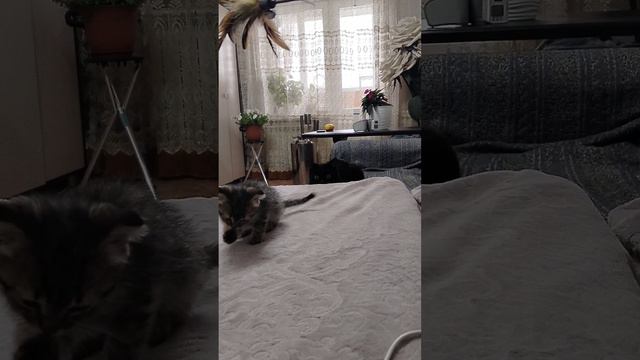 ревнует