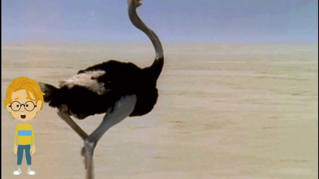 Ирина Чистякова, воспитатель Школы № 1002. Кто такие птицы?