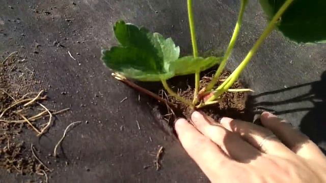 СУПЕР СПОСОБ ПОСАДКИ КЛУБНИКИ на агроволокно
