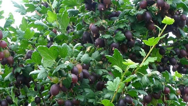 Крыжовник Командор — особенности и характеристики
