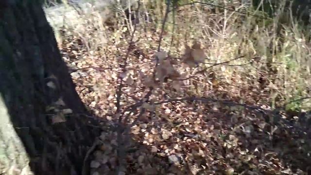Что за грибы растут высоко на дереве с ножкой и шляпкой