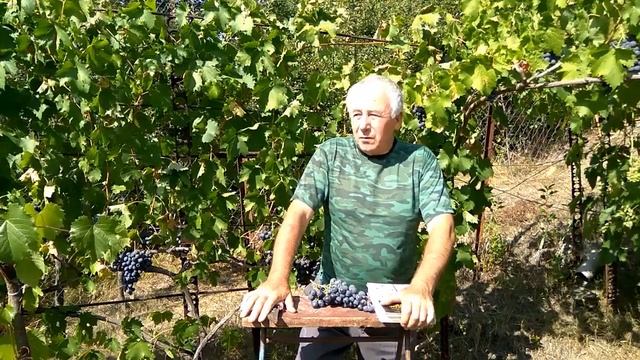 @Начинающему виноградарю Болезни винограда Меры борьбы