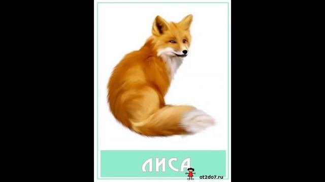 Животные дикие и домашние