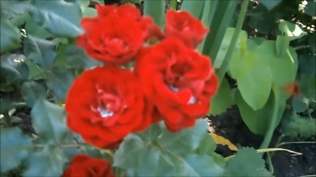 Разведение роз семенами. Розы. Советы.