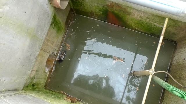 Смертельная ЛОВУШКА ДЛЯ КРЫС