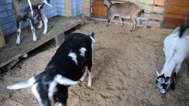 Как узнать котная коза или нет.