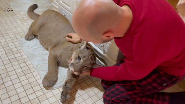 Как Месси лечили зубы под наркозом! Пума Месси и Госпиталь дикой природы.