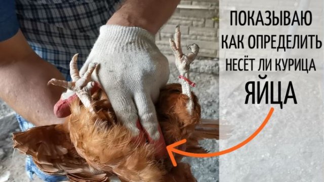 Наглядно показываю как определить несёт ли курица яйца