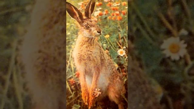 Тайны 

Живой природы часть 1