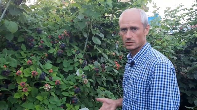 Черная малина Кумберленд - вкусная, урожайная и неприхотливая