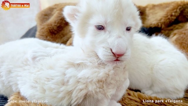 Новорождённые львята - разговорчивое чудо! Тайган.