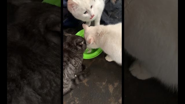 Котята едят оливье!