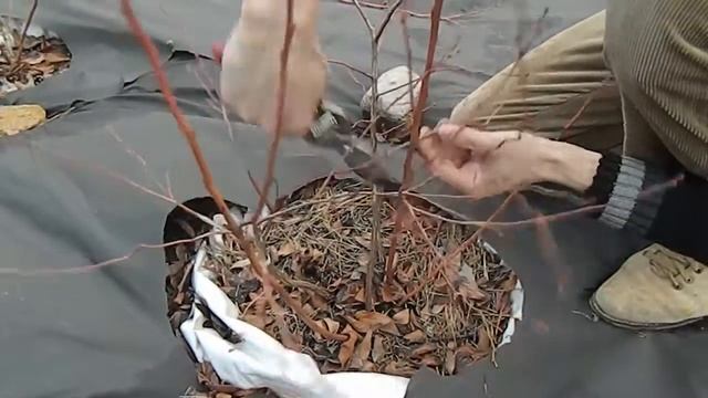 ГОЛУБИКА ЛУЧШИЙ СПОСОБ ОБРЕЗКИ ГОЛУБИКИ / как правильно обрезать голубику?
