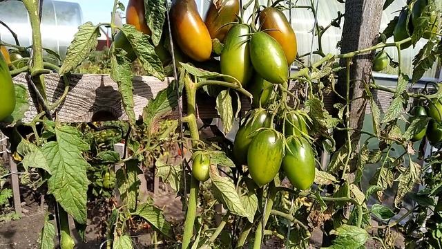 ? томат-сорт Чёрная сосулька ?