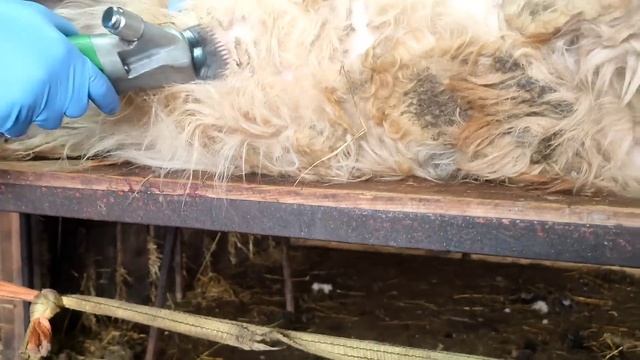 Весенняя стрижка овец.