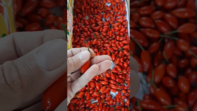 Как сушить шиповник ....