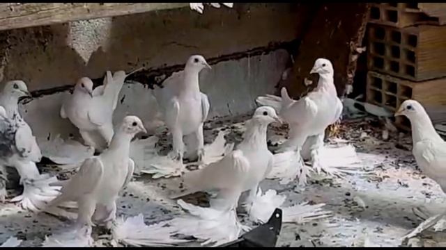 Голуби Ирана - Тaбризкие Красавцы / Iranian Tabriz Pigeon