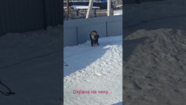 Охрана территории, Кавказская овчарка, #кавказскаяовчаркаохранатерритории