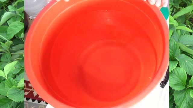 Чем обработать клубнику в сентябре. Осенняя обработка клубники на зиму от вредителей