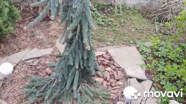 Обзор растений в саду. Посадила новые хвойные растения.Новое приобретение в хвойную коллекцию)