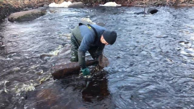 Минога. Как её ловят.