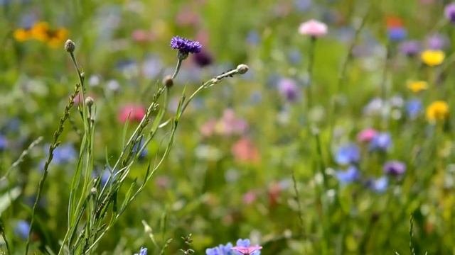 Времена года (на стихи Елены Туркка). Nature Seasons on poems by Elena Turkka
