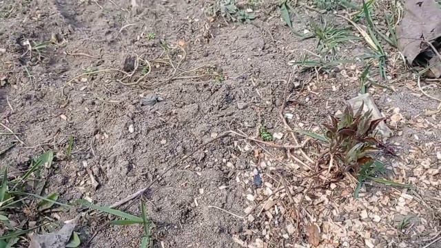 Розы! Первая прополка и подкормка роз! 🌹