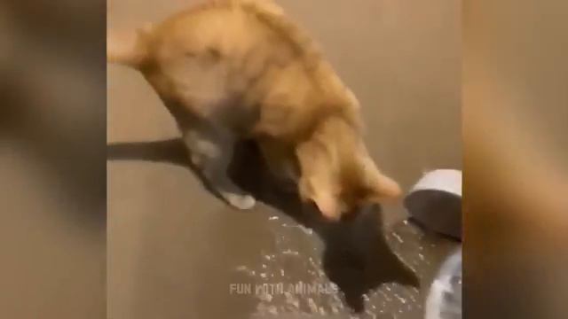 Эти смешные животные