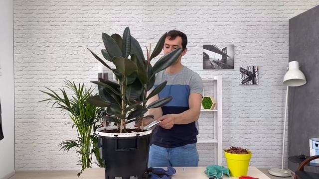 Пересадка Фикуса эластика в кашпо с автополивом Lechuza Classico LS