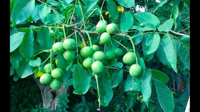 Описание скороплодного грецкого ореха сорта Кочерженко