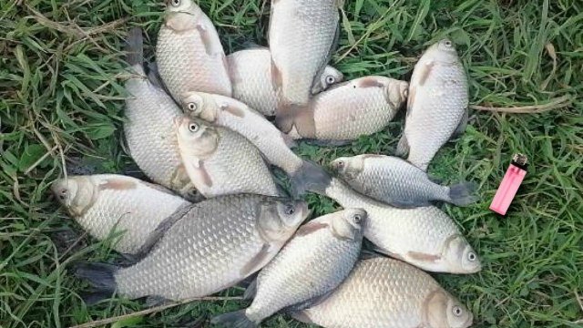 Я один из немногих кто ловит карася осенью по многу. Как ловить карася в ноябре октябре и сентябре?