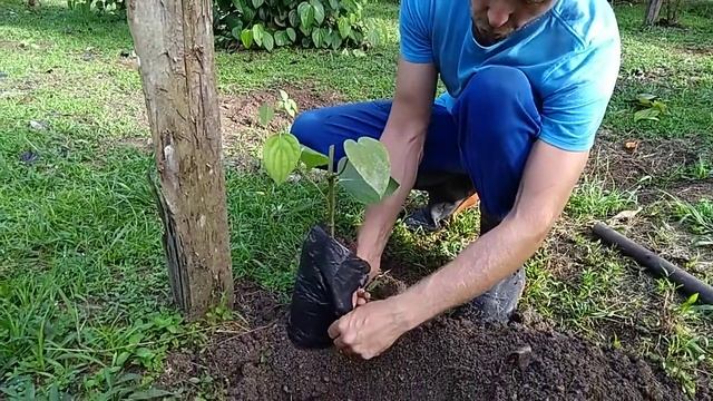 Выращивание чёрного перца своими руками