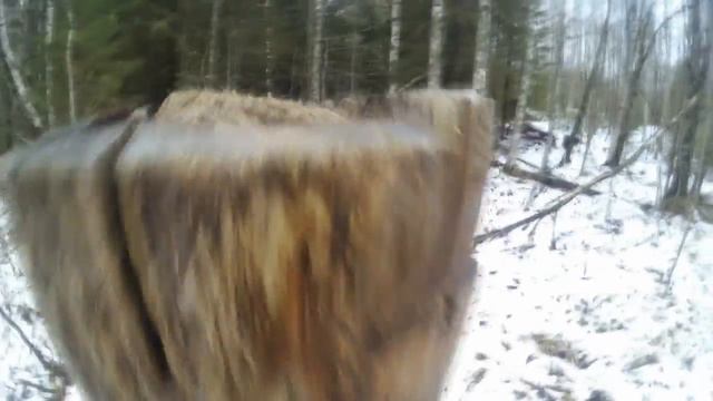 Промысловая охота на куницу! Проверка путика! Куница на фото ловушку...