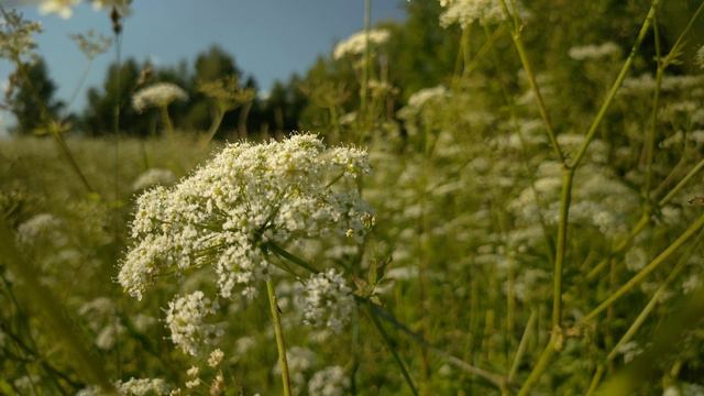 Природа для созерцания. Конец июня