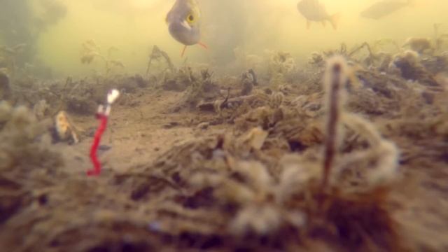 Зимняя рыбалка с камерой. Ловля окуня на мормышку. Подводные съемки.  Первый лед