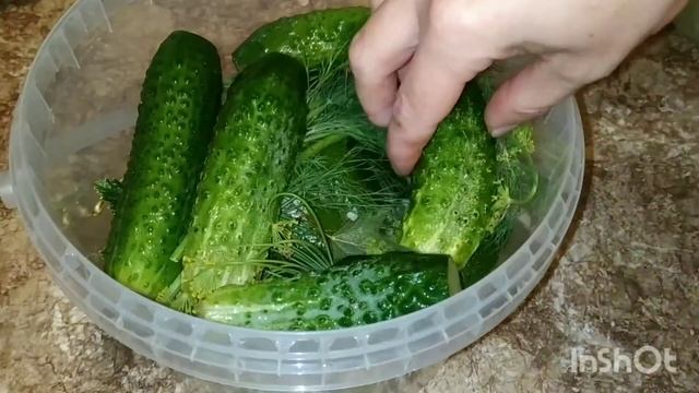 ХРУСТЯЩИЕ МАЛОСОЛЬНЫЕ ОГУРЧИКИ В ПЛАСТИКОВОМ ВЕДЕРКЕ/ ХРАНИТЬ В ХОЛОДИЛЬНИКЕ!