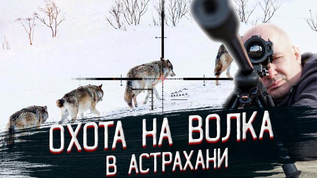 Охота на волка! Выстрел и попадание в кадре! Охота на волков в АСТРАХАНИ