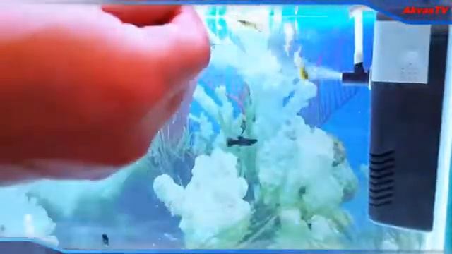 АКВАРИУМНЫЙ ВНУТРЕННИЙ ФИЛЬТР КАК УМЕНЬШИТЬ ШУМ؟