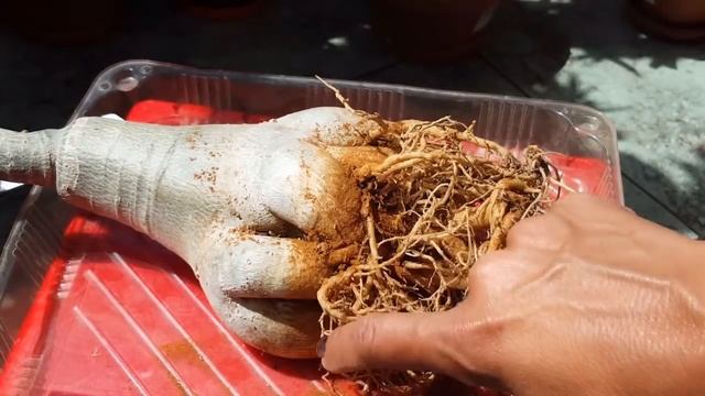Пересадка Адениума с обрезкой корней