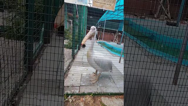 Прогулка с животными