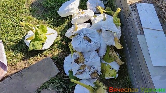 Как Легко и Быстро достать семечки из Подсолнуха!!!