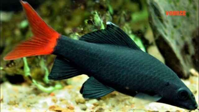 Лабео двухцветный биколор в аквариуме. Совместимость, содержание, размножение. Альбинос.