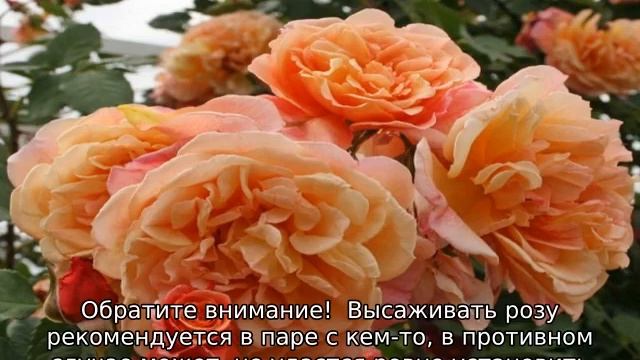 Роза Алоха